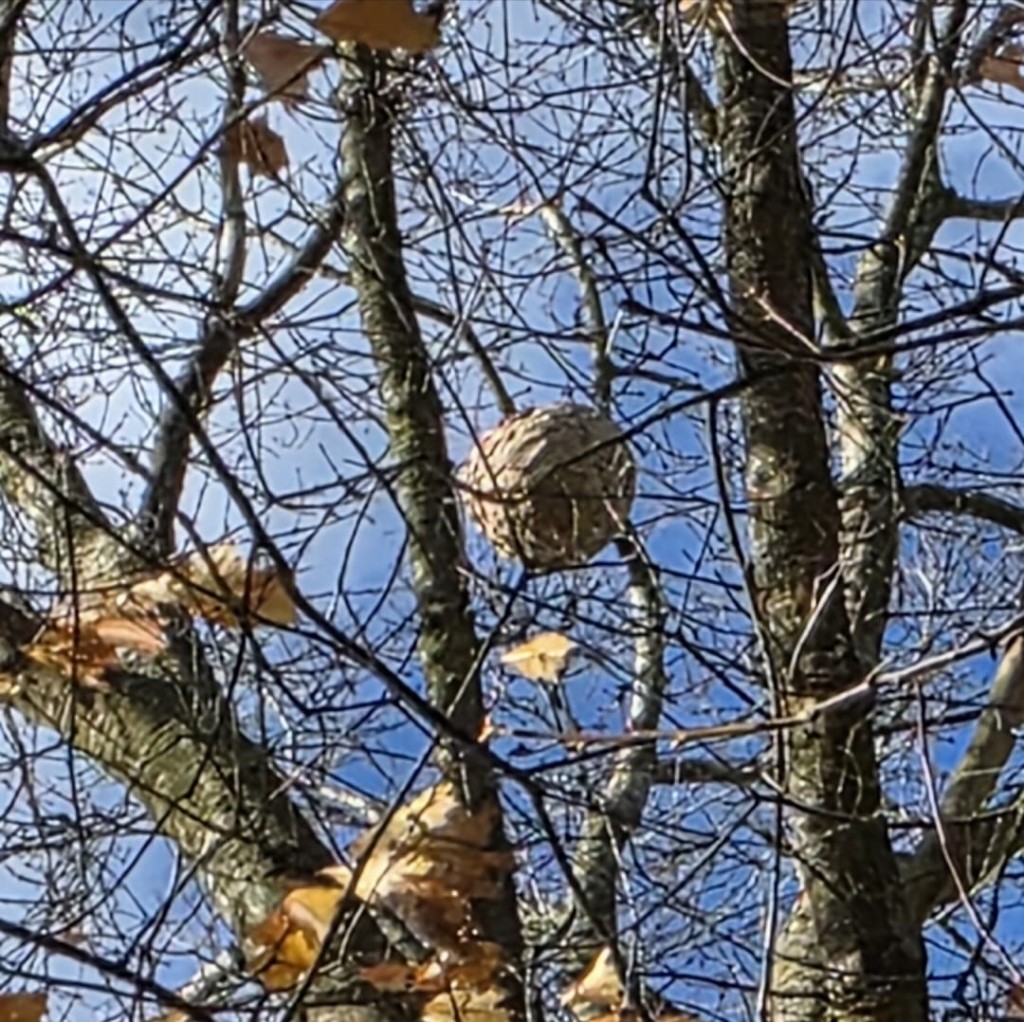 Nid de frelons asiatiques en hauteur dans un arbre dénudé